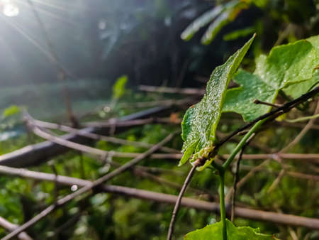 This plant name is Coccinia grandis, and dew drops fall on this green leaf in a winter morning in India.の写真素材