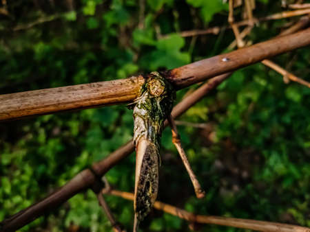 This is the close-up shot of a dry old bamboo branch in the morning.の写真素材