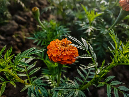 Tagetes is a genus of annual or perennial, mostly herbaceous plants in the sunflower family...