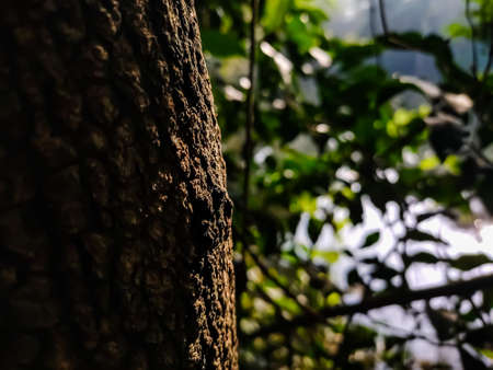 Morning sunlight lighted the trees bark close-up shot in the forest in India.
