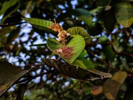 Guava is a common tropical fruit cultivated in many tropical and subtropical regions. Psidium guajava is a small tree in the myrtle family,の写真素材