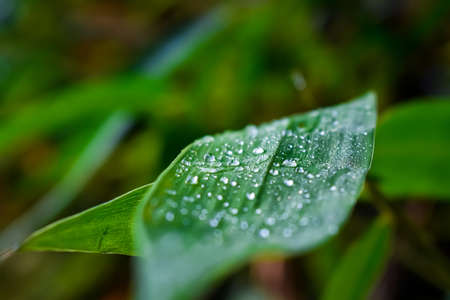 A few small drops of water are hanging on the leaves of the bamboo tree and on the small branches.の写真素材