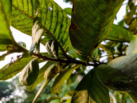 Some small ants nest in the tips of guava leaves close-up shot in the daytime.の写真素材