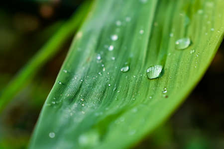 A few small drops of water are hanging on the leaves of the bamboo tree and on the small branches.の写真素材
