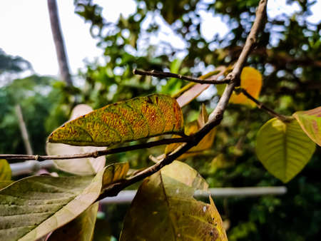 This is the old color full guava leaves close-up shot in the daytime in the autumn season.の写真素材