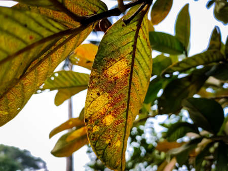 This is the old color full guava leaves close-up shot in the daytime in the autumn season.の写真素材