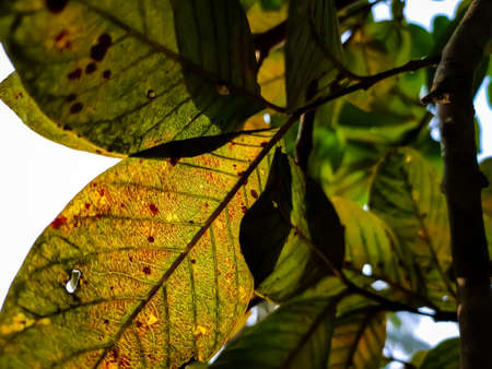 This is the old color full guava leaves close-up shot in the daytime in the autumn season.の写真素材