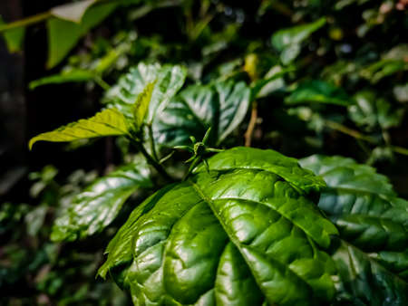 Hibiscus rosa-sinensis, known colloquially as Chinese hibiscus, China rose, is a species of tropical...