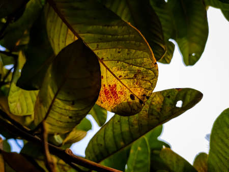 This is the old color full guava leaves close-up shot in the daytime in the autumn season.の写真素材