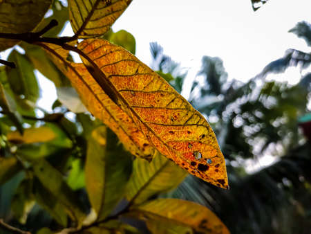 This is the old color full guava leaves close-up shot in the daytime in the autumn season.の写真素材