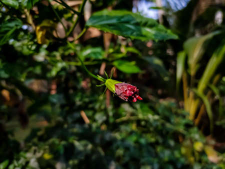 Hibiscus rosa-sinensis, known colloquially as Chinese hibiscusの写真素材