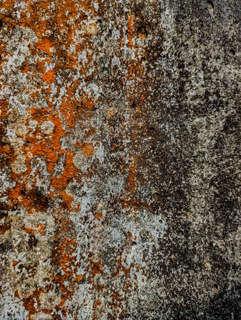 Color full mossy wall close-up shot in the daytime in the rainy season in the India.