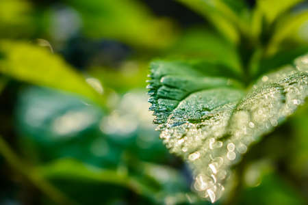 Morning sunlight fall on a wet green leaves close-up macro shot in the winter season.