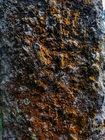 Color full mossy wall close-up shot in the daytime in the rainy season in the India.の写真素材