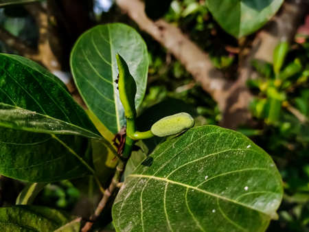 The jackfruit, also known as jack tree, is a species of tree in the fig, mulberry, and breadfruit family. Its origin is in the region between the Western Ghats of southern India and the Malaysia.の写真素材