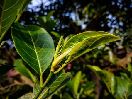 The jackfruit, also known as jack tree, is a species of tree in the fig, mulberry, and breadfruit family. Its origin is in the region between the Western Ghats of southern India and the Malaysia.の写真素材