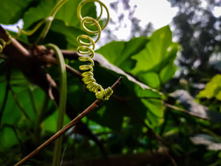This is a tendril, a tendril is a specialized stem, leaves or petiole with a threadlike shape that is used by climbing plants for support.の写真素材
