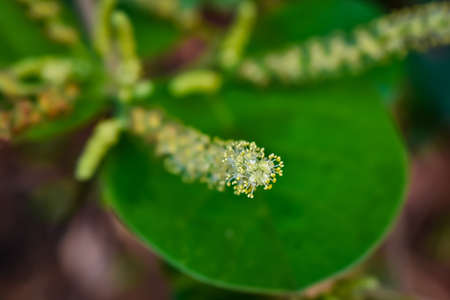 Antidesma is a genus of tropical plant in the family Phyllanthaceae formally described by Linnaeus in 1753. It is native to tropical Africa, S + E + SE Asia, Australia, and various oceanic islands.の写真素材