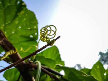 This is a tendril, a tendril is a specialized stem, leaves or petiole with a threadlike shape that is used by climbing plants for support.の写真素材