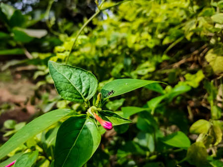 Mirabilis jalapa, the of Peru, is the most commonly grown ornamental species of Mirabilis plant, and is available in a range of colours.の写真素材