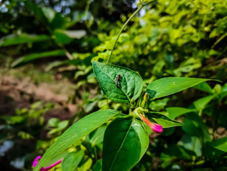 Mirabilis jalapa, the marvel of Peru, is the most commonly grown ornamental species of Mirabilis plant, and is available in a range of colours.の写真素材