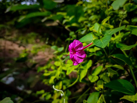 Mirabilis jalapa, the marvel of Peru, is the most commonly grown ornamental species of Mirabilis plant, and is available in a range of colours.の写真素材