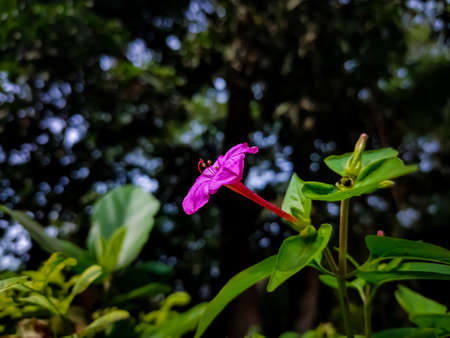 Mirabilis jalapa, the marvel of Peru, is the most commonly grown ornamental species of Mirabilis plant, and is available in a range of colours.の写真素材