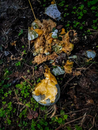 The morning sun shines on a rotten pumpkin close-up shot.の写真素材