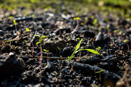 Small small new born plant grown up close up macro shot in the morning when sunlight fall on this small tiny plant.の写真素材