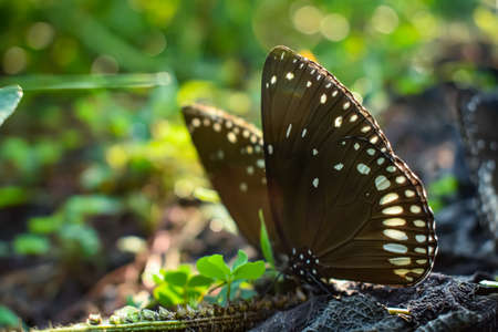 Euploea core, the common crow,is a common butterfly found in South Asia to Australia. In India it is also sometimes referred to as the common Indian crow, and in Australia as the Australian crow.の写真素材