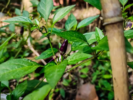 This is the purple chilli close-up macro shot in the daytime in the vegetable garden.の写真素材