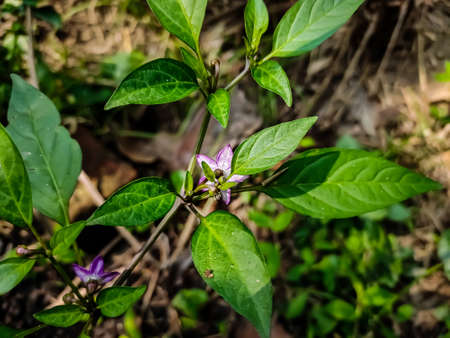 This is the purple chilli flower close-up macro shot in the daytime in the vegetable garden.の写真素材