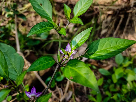 This is the purple chilli flower close-up macro shot in the daytime in the vegetable garden.の写真素材