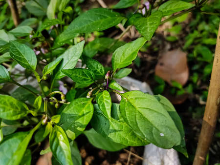 This is the purple chilli flower close-up macro shot in the daytime in the vegetable garden.の写真素材