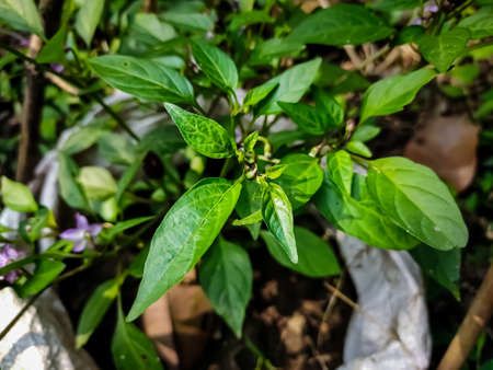 This is the purple chilli flower close-up macro shot in the daytime in the vegetable garden.の写真素材