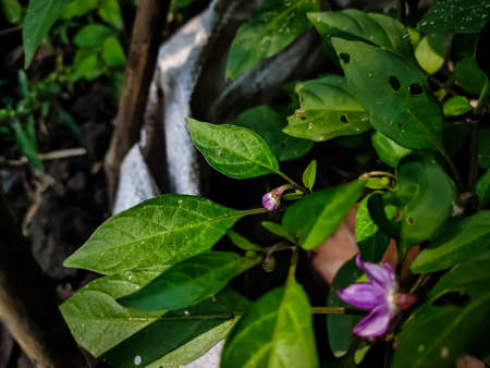 This is the purple chilli flower close-up macro shot in the daytime in the vegetable garden.の写真素材