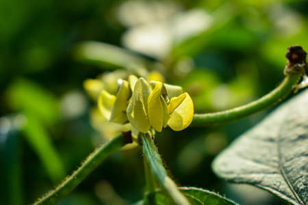 This is The asparagus bean flower close-up macro shot in the morning when sunlight fall on this flower.の写真素材