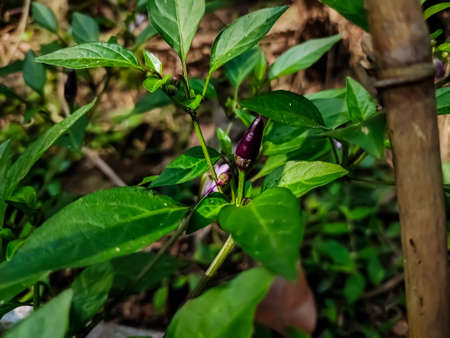 This is the purple chilli close-up macro shot in the daytime in the vegetable garden.の写真素材