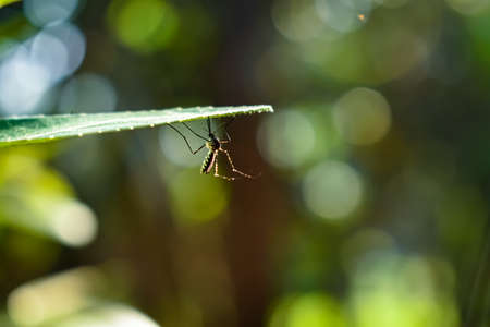 This is the mosquito macro shot in the day time in the bush.の写真素材