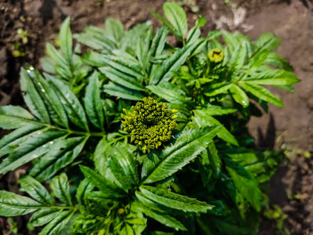 Tagetes is a genus of annual or perennial, mostly herbaceous plants in the sunflower family (Asteraceae). It was described as a genus by Carl Linnaeus in 1753.の写真素材
