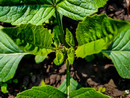 This is the small Dahlia growing plant close-up shot in the morning.の写真素材