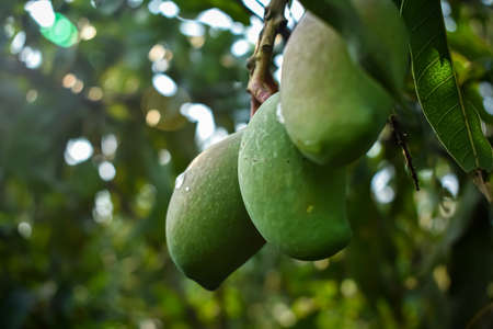 A mango is a stone fruit produced from numerous species of tropical trees belonging to the flowering plant genus Mangifera, cultivated mostly for their edible fruit.の写真素材