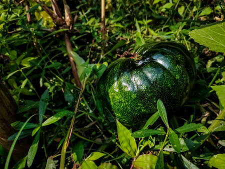 A pumpkin is a cultivar of winter squash that is round with smooth, slightly ribbed skin, and most often deep yellow to orange in coloration.の写真素材