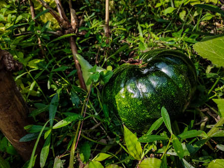 A pumpkin is a cultivar of winter squash that is round with smooth, slightly ribbed skin, and most often deep yellow to orange in coloration.の写真素材