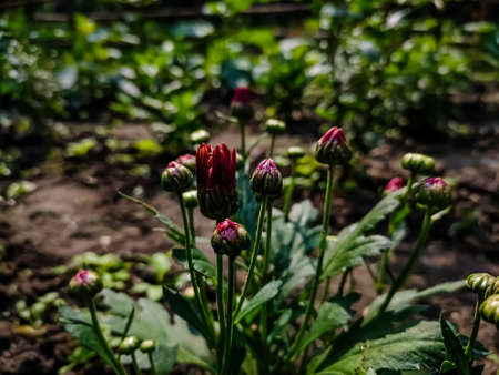 Chrysanthemums, sometimes called mums or chrysanths, are flowering plants of the genus Chrysanthemum in the family Asteraceae. They are native to East Asia and northeastern Europe.の写真素材