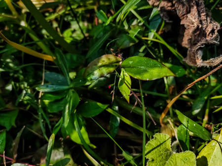 This is the wild small grass flower in the morning in the garden in India.の写真素材