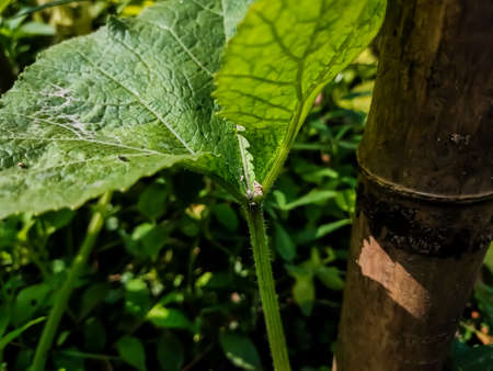 This is the close-up shot of the pumpkin leaf in the morning.の写真素材