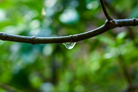 A small water drop fall on the branch close-up shot in the morning.の写真素材