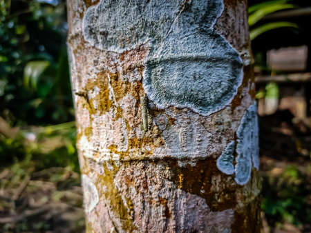 The Phlyctidaceae are a family of lichenized fungi in the order Gyalectales. Species in this family have primarily a tropical distribution, and are usually found growing on bark.の写真素材