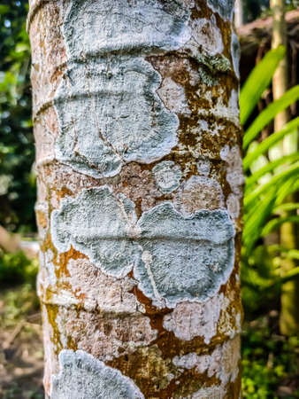 The Phlyctidaceae are a family of lichenized fungi in the order Gyalectales. Species in this family have primarily a tropical distribution, and are usually found growing on bark.の写真素材